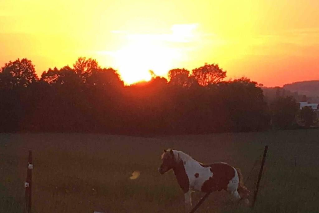 Farmhouse Guest Suite, Pool, Hot Tub, Horses Midhurst エクステリア 写真